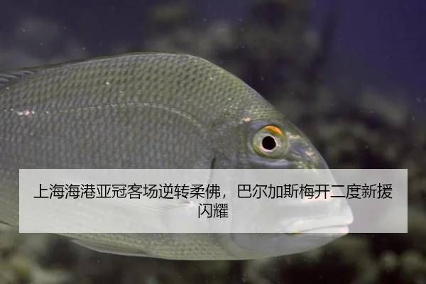 上海海港亚冠客场逆转柔佛，巴尔加斯梅开二度新援闪耀